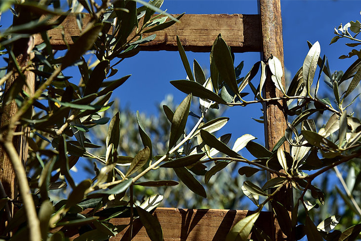 olivewood3.jpg
